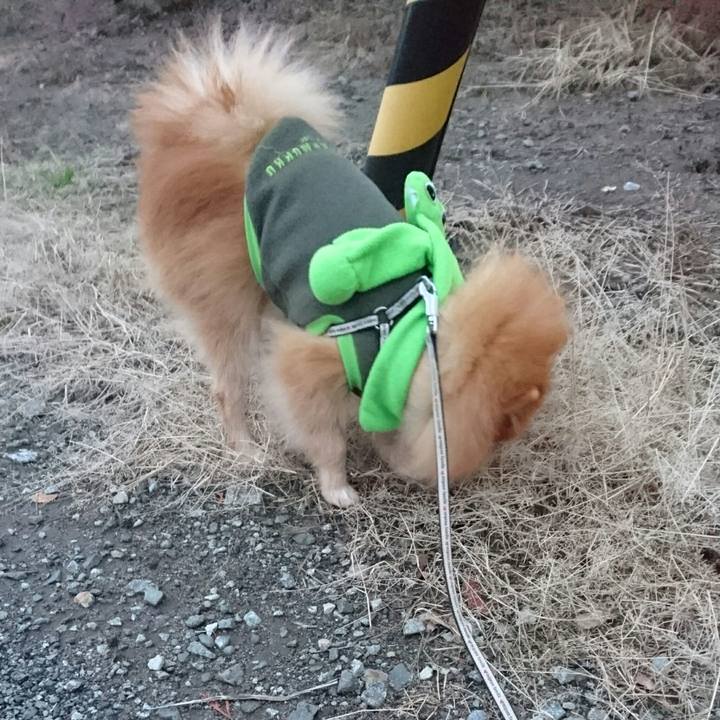 736d53e2 43dd 491e 94f3 021290672efe