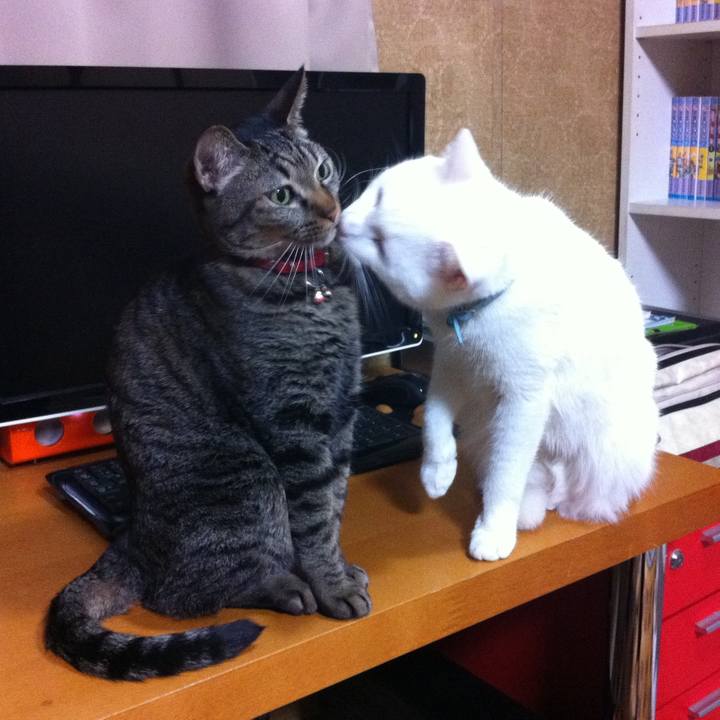 7388f340 be98 4365 953a c165c7a2c326