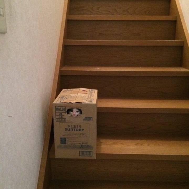 738e37cb 1539 40f8 bd40 ea4ec2630d8c