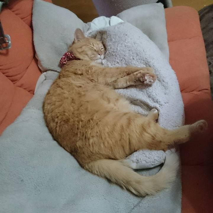 739aca18 ec76 4940 a495 3d8d79c34ed6