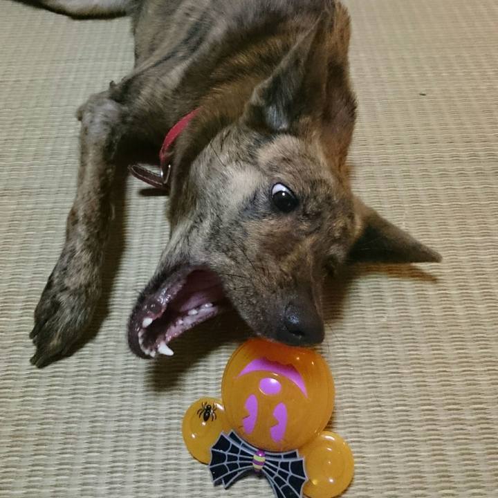 739b2f86 d43c 4004 9903 e56cbf46958f