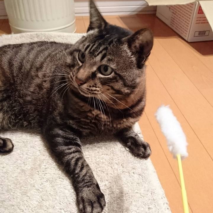 739fd8e2 d4e1 4980 8a7a d54afbcfe4a4