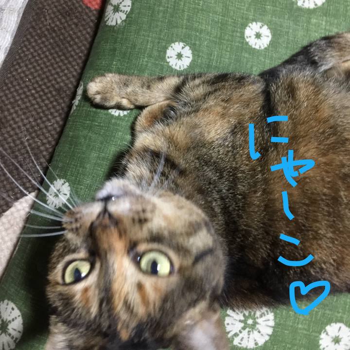 73a531ec 7342 47e4 926c c5c0d231c55e