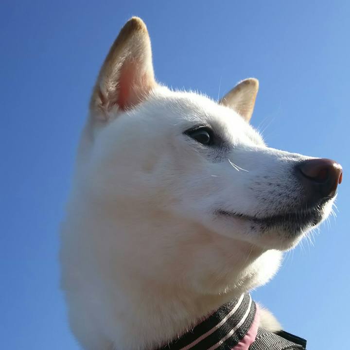 73b6561f 1e42 4480 9d87 8b1dd9006ded