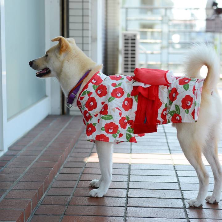 73c49276 2d82 467e 9219 f861338b7c62