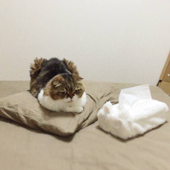 73d91f1d 89a5 4202 84ca 82e348de191a