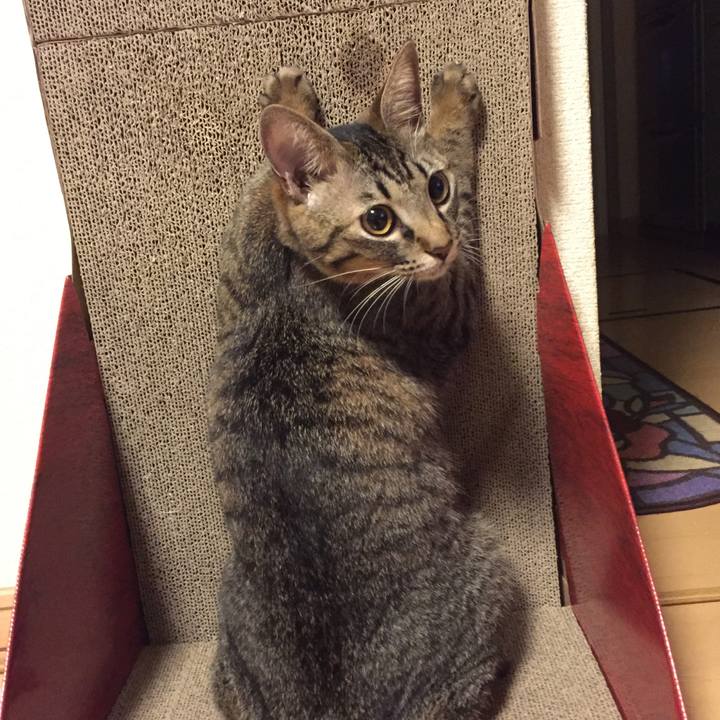 73de8ece 0292 4e52 9a2b 12f1c55ac795