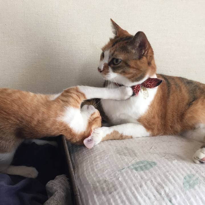 73ff73a1 2fa5 4bac 9963 2a528f2d9b4d