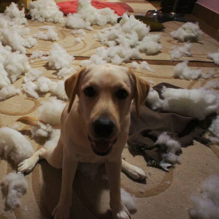 74116fdd f42d 4002 9a78 5d7e19691d22