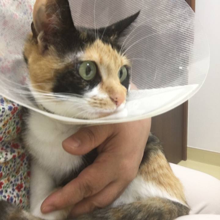 74198d55 4a07 4c2d 9c89 0a2998e65f78