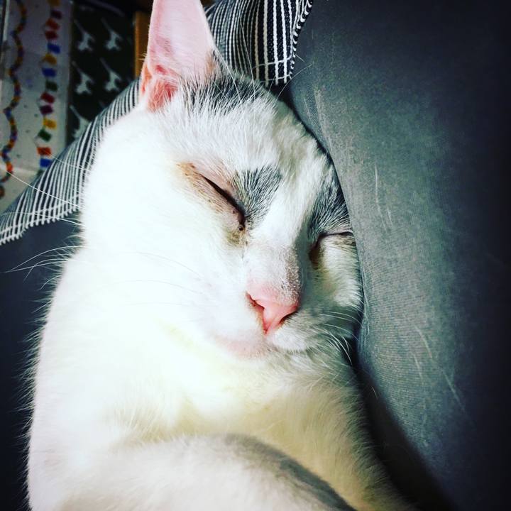 7425c37e 581c 43a0 a0d3 1e13fa4f4541