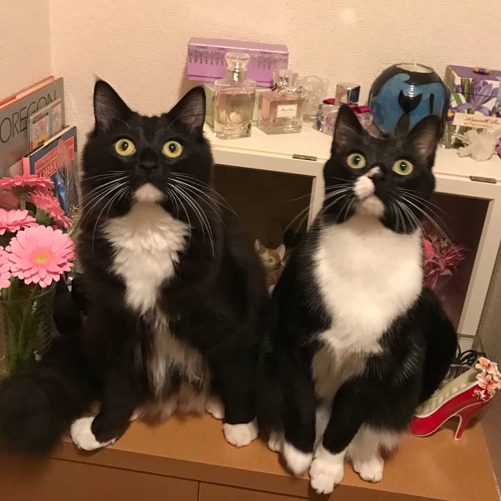 744088d9 a9cc 4780 8f42 410189b10d2d