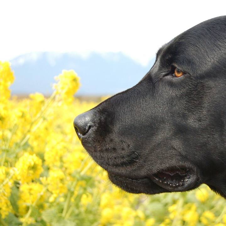 7444d4c5 bc97 4400 a6d9 b529eebef4bc