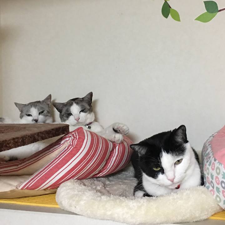 74593b9d 8a3d 414c bb74 48b5eb560b32