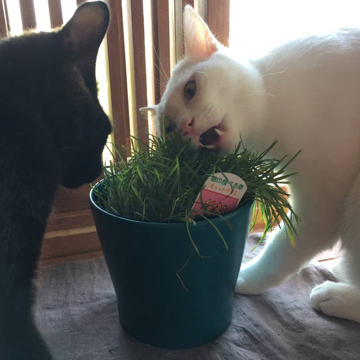 745ceb05 70e6 425e 9af0 18bc26a6f68b