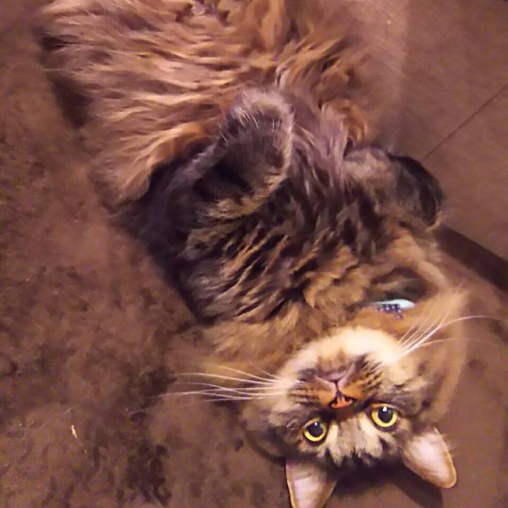 74609db0 4e6f 4d49 9cdd 1c1fd373c185