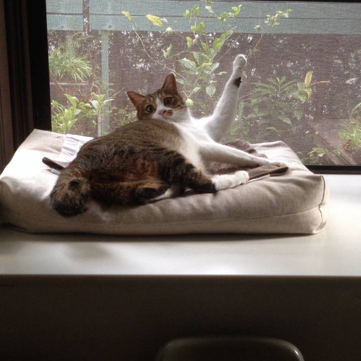 74653c0a 4c58 4850 ac8f 9ee4984801bd