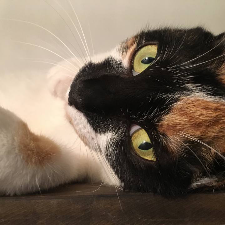 74703c85 73d9 4c05 8ed7 ca62ec219417