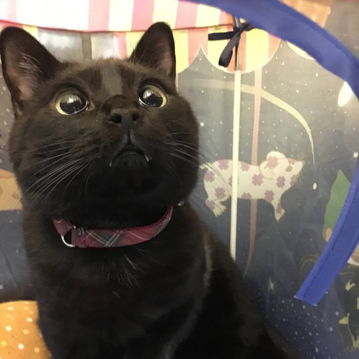 748fac3e 7f4b 4cbe 858f 14687c0209d8