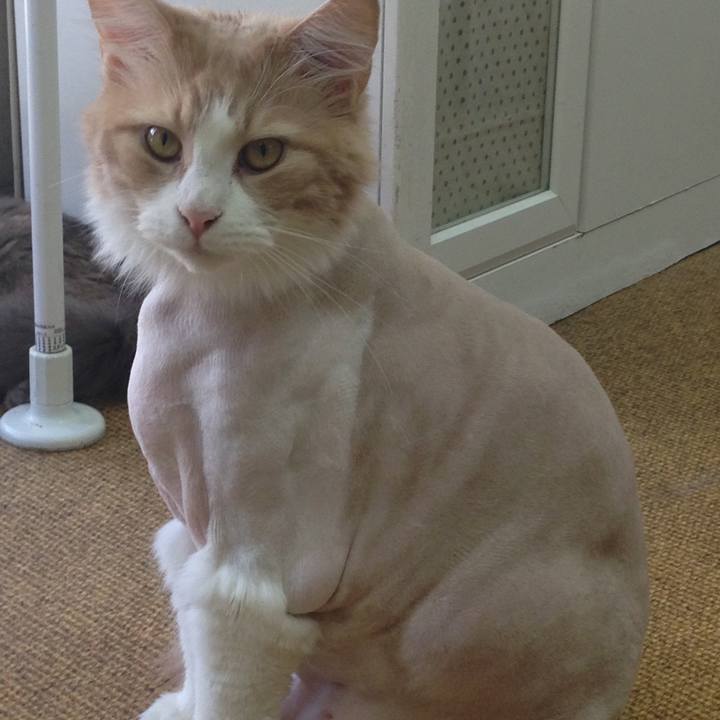 74916a44 9902 4785 bddd 6d41981f3a40