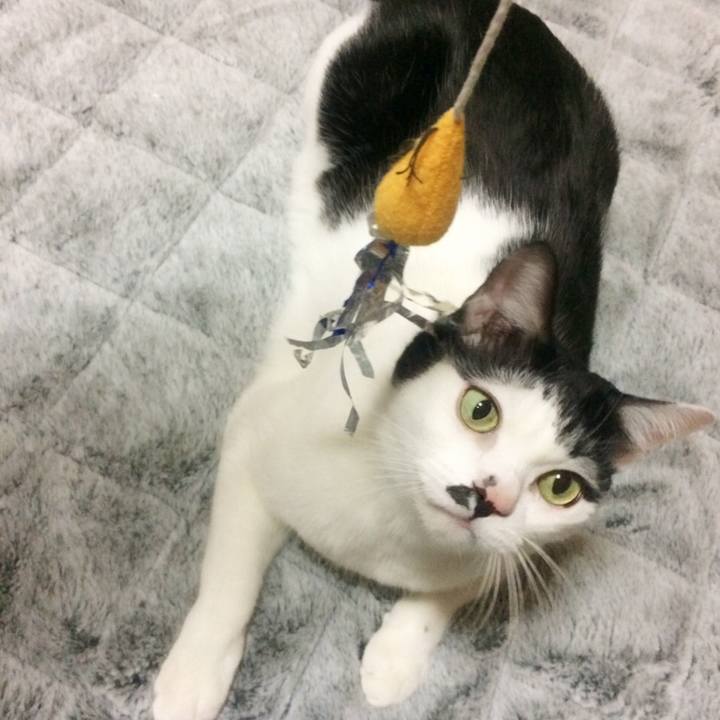 74a4b985 807e 4f0c 971a 18e8e8e68466