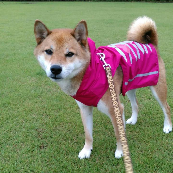 74af0cdc 698a 4027 9666 e8098541fc22