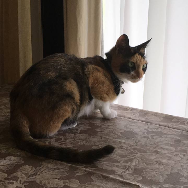 74bff2c1 268a 4903 9230 bb1613ea3c8e