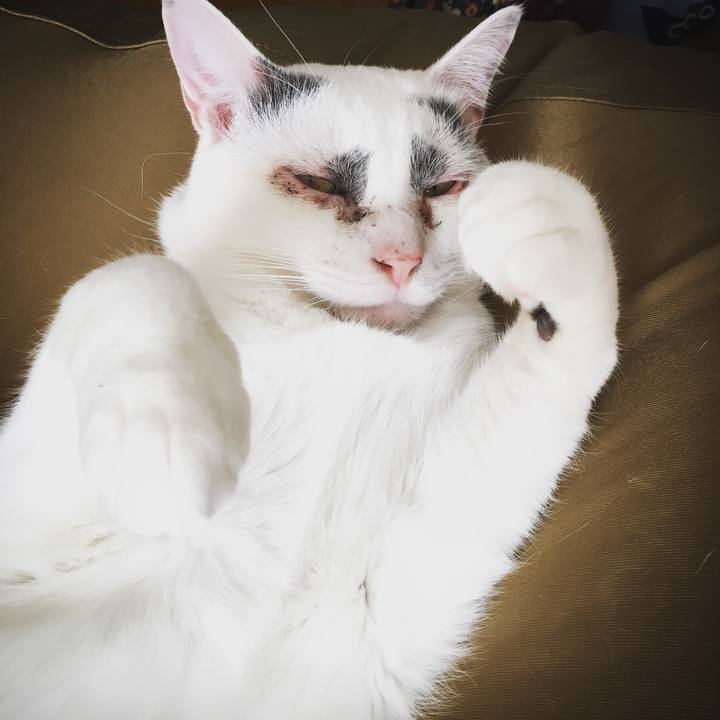 74c5a5a0 4724 43b0 be86 eef9bf74c8da