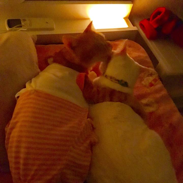 74ca584a 4ff4 40f7 841c 91c41437c63c