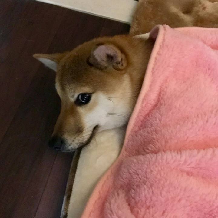 74d10f35 3340 48f2 b281 31cf9a7ece39