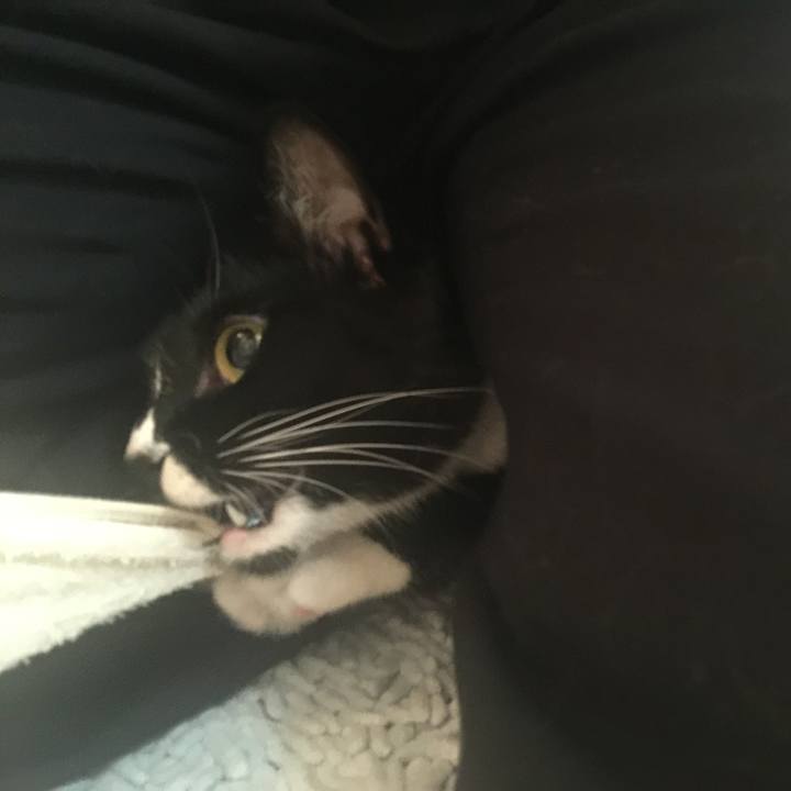 74d270ed 447c 453c bc46 77e0df04b087