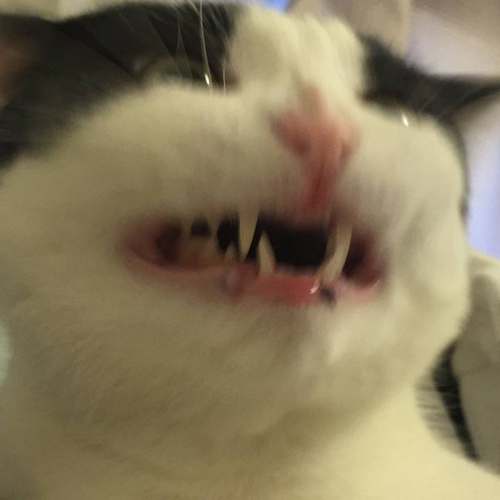 74d79fcb 3037 44b9 bf69 57c41c3b48f4