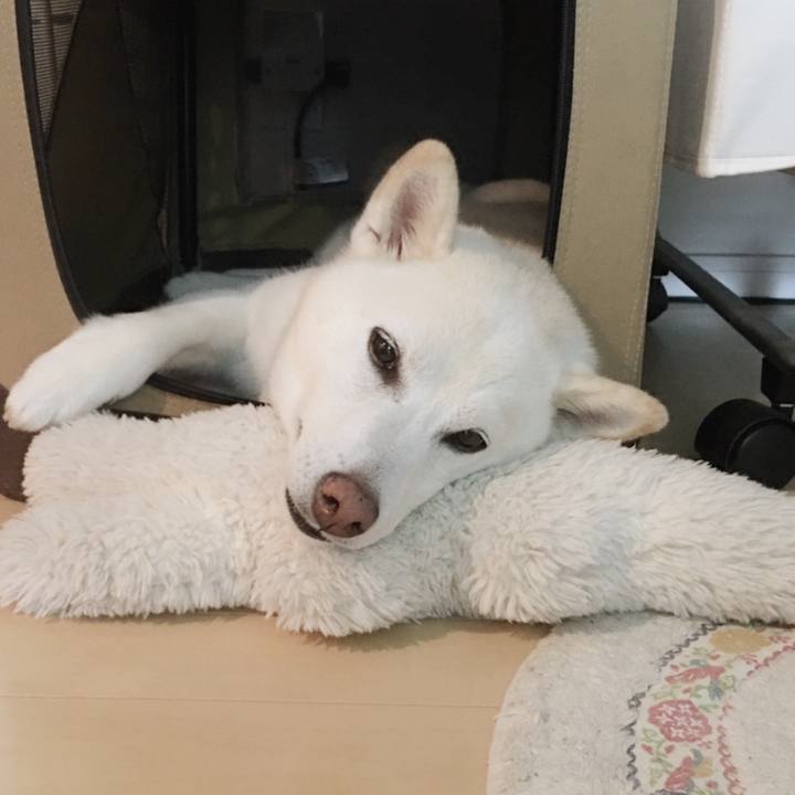 74d82e53 b6d6 4c50 a0af 169146db488e