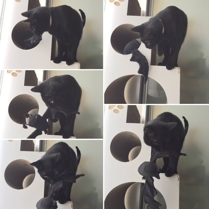 74d8ffc9 7f14 4453 b2fc fdba2ed2c730