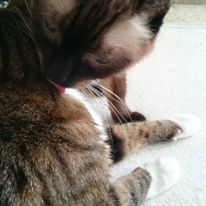 74dd4e03 d70d 4298 981b 01cb9e43b8d4