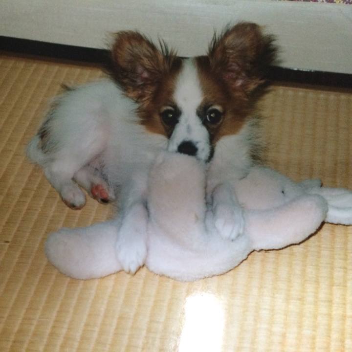 74e8ad83 aaf1 4260 96eb 03519bbf391f