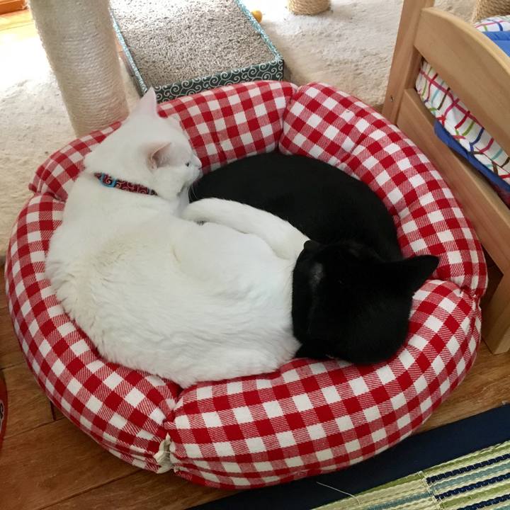 74e9f403 bb8f 41cc b1a1 44f5ad5c780c