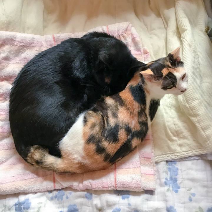 74ea7cfd c2f6 4801 846f bebc81721822