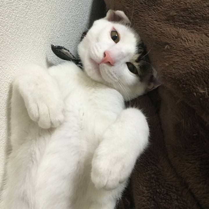 74f0e86a d9dd 410c be2b 6cef1edafcdd