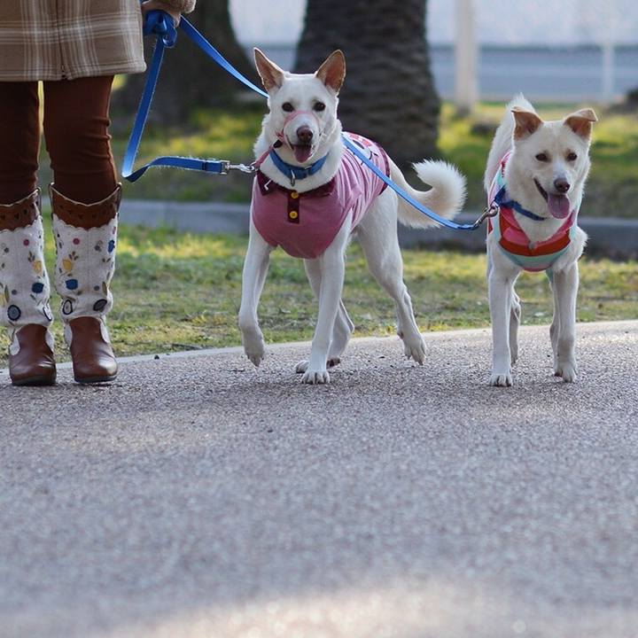 74f344f7 52e9 429c ac9a d163594519a3