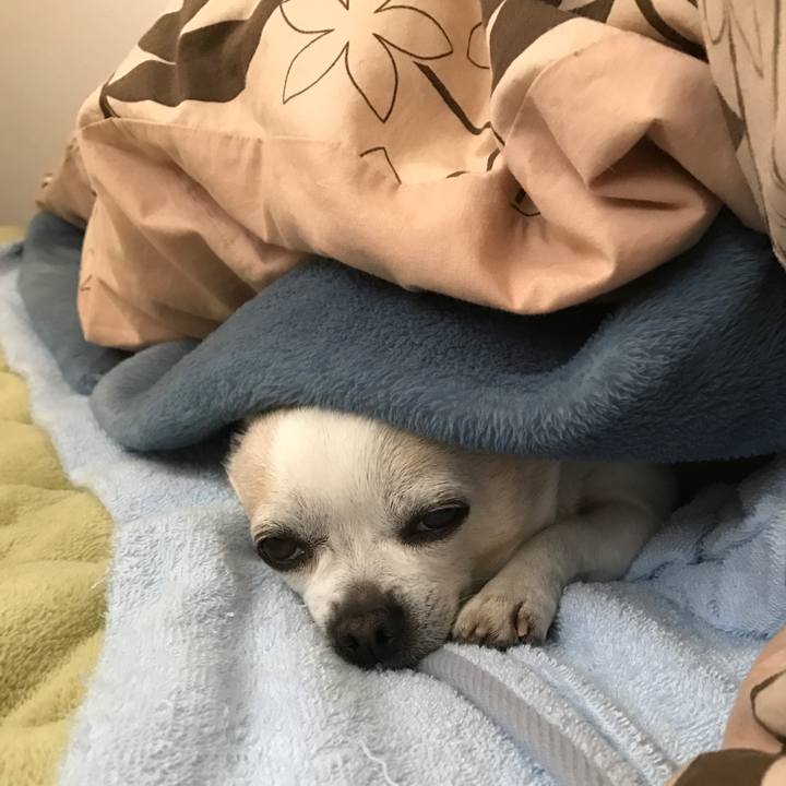 74fc1eca c1f0 4263 aac8 98de1e60a590