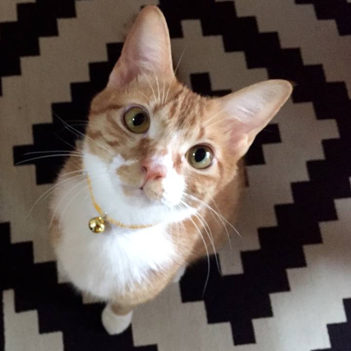 7522f4d7 cf7b 49b6 a298 5daad2825c3f