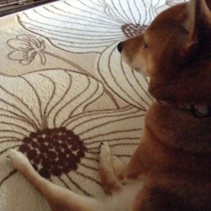 75252543 12bd 4e25 b506 f991827810f3