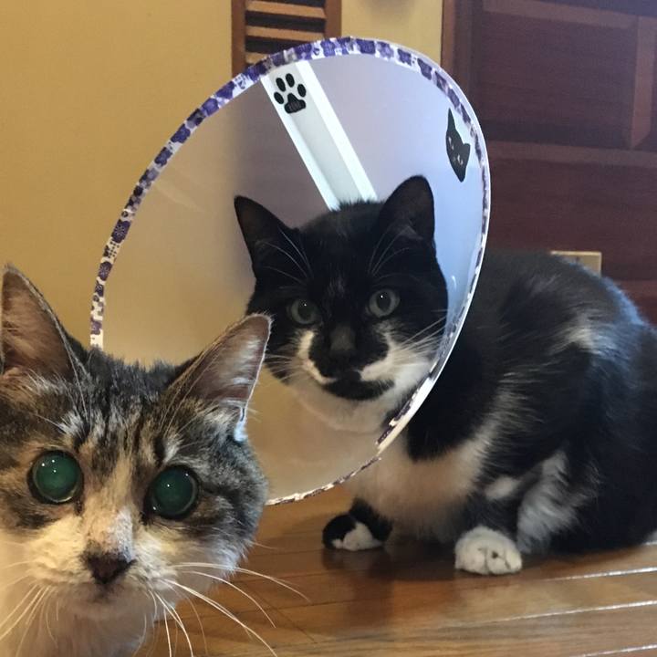 752a50b1 3806 4699 bff0 26568d08ff50