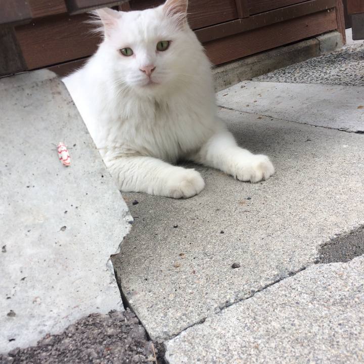 753a2618 738e 4765 9ae7 9fb2e2a006ea