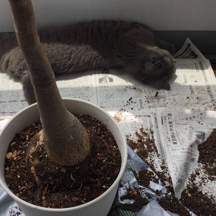 753bed1a 3056 4128 96e5 37864fde1952