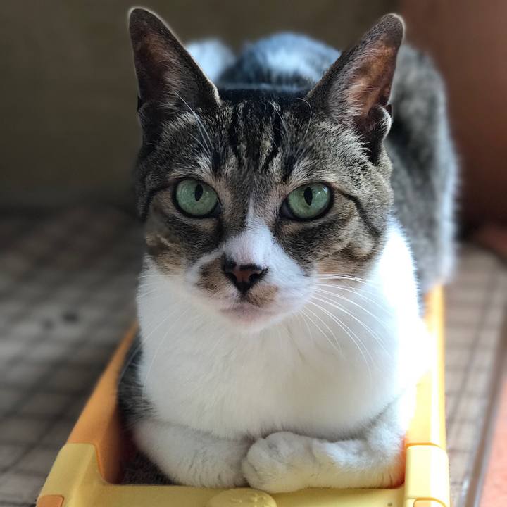 753c29ef f78b 4c4c 93bd 89eaa95176b9