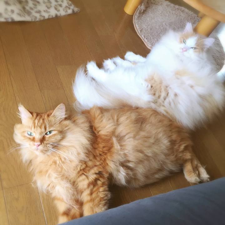 753e585c 42dd 4f2c bd54 26968477fd0a