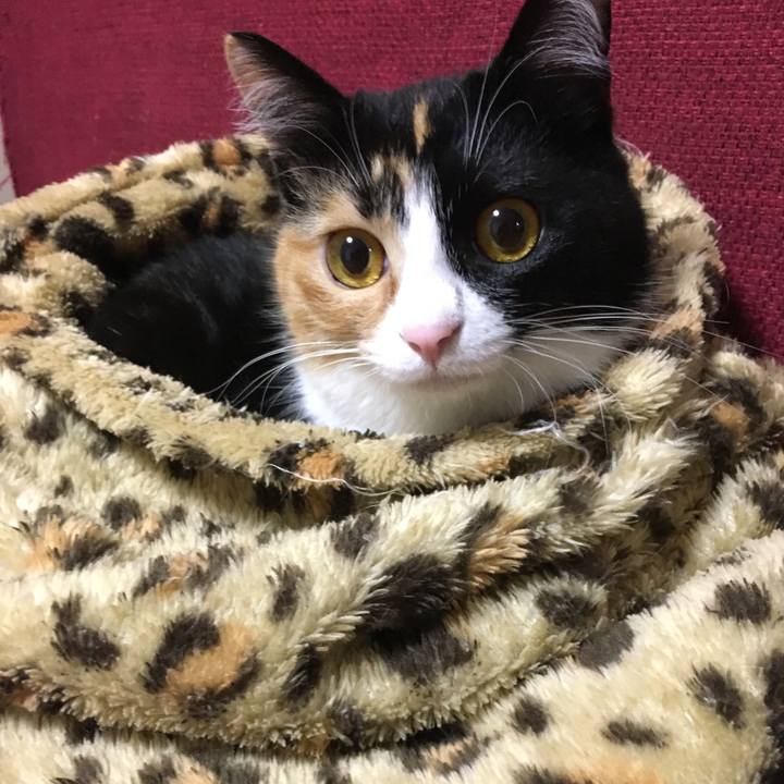 754f03b1 9237 4a2e 86fc 9750d5dd6bc8