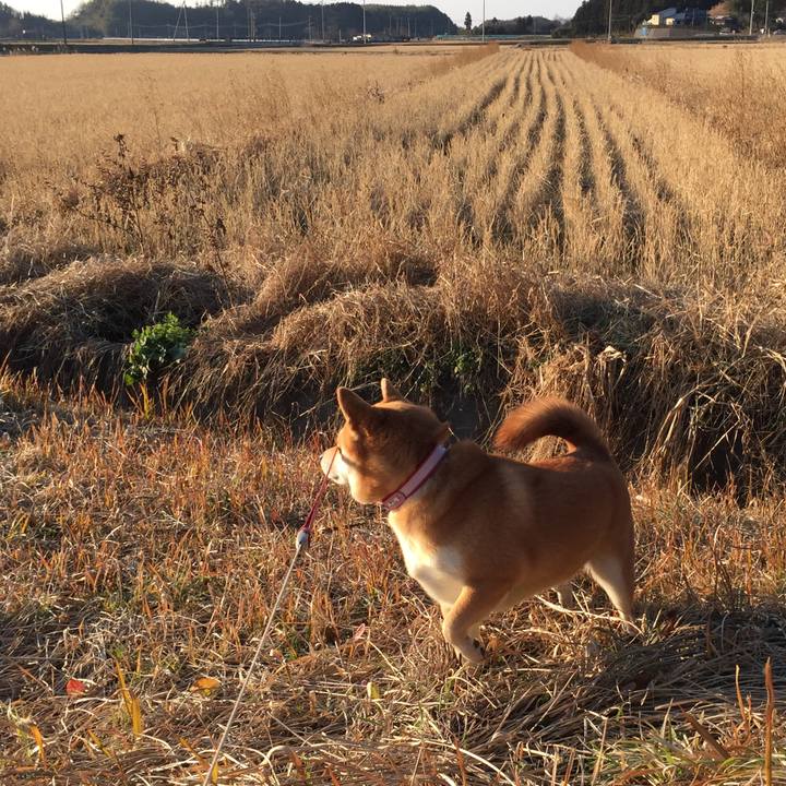 755602e3 98c6 4398 8c55 7232f38030db